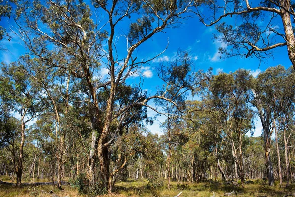 Öppen Skog Eukalyptus Wandoo Vitt Tuggummi Ett Kritiskt Utrotningshotat Ekologiskt — Stockfoto
