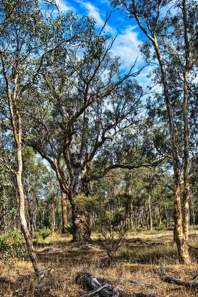 Régi Wandoo Eukaliptusz Fehér Gumi Egy Wandoo Erdőben Egy Kritikusan — Stock Fotó