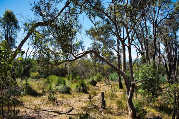 フランクランド川地域の低ユーカリ樹木と草木の森 西オーストラリア — ストック写真