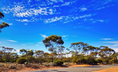 Batı Avustralya 'nın güneyindeki Büyük Batı Ormanları' nda bir otoyol boyunca okaliptüs ağaçlarıyla kaplı manzara.