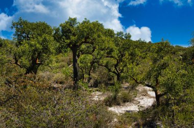 Batı Avustralya 'nın güney sahillerinde Stokes Ulusal Parkı' nın kumullarında sönük, ateş kararmış ağaçlara sahip karakteristik bitki örtüsü.