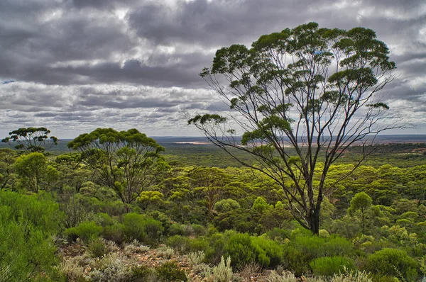 Вид Великий Західний Вудленд Поблизу Норман Західна Австралія Передньому Плані — стокове фото