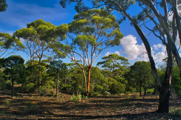 澳大利亚西部诺斯曼附近大西部林地的特色风景 开阔的森林里长着高大的桉树 — 图库照片