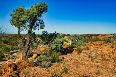 Buruşuk yaşlı ağaçlar ve kırmızı toprak ve Batı Avustralya kırsalında kayalar, Niagara Barajı Doğa Koruma Alanı, Menzies Bölgesi