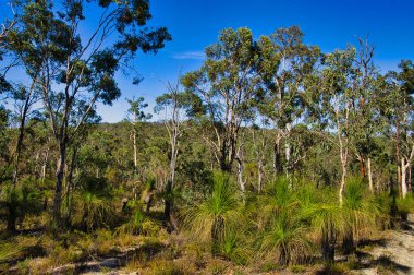 Avon Vadisi Ulusal Parkı 'nda (Perth, Batı Avustralya) Jarrah, Marri ve Powderbark ağaçları ile yerli ormanlarda çim ağaçları (Xanthorrhoea).