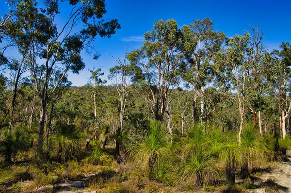 Grass trees (Xanthorrhoea) in native forest with jarrah, marri and powderbark trees in Avon Valley National park, close to Perth, Western Australia.