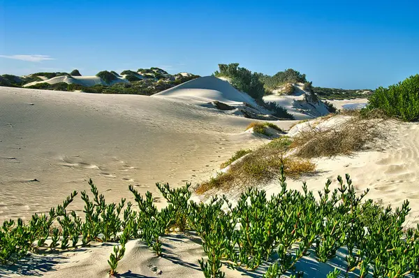 Spostamento Dune Sabbia Bianca Con Vegetazione Tipica Delle Dune Jurien — Foto Stock