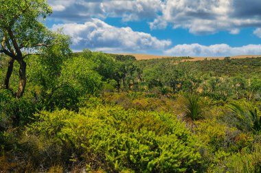 Batı Avustralya Buğday Kuşağı 'ndaki Lesueur Milli Parkı' nda yeşil çalı bitkisi olan manzara.