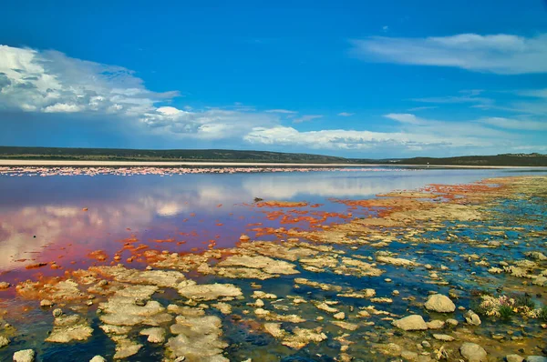 The shore of the extremely salty Pink Lake (Hutt Lagoon) near Port Gregory, Kalbarri, Coral Coast, Western Australia