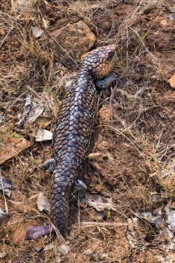 Kiremit kuyruklu kertenkele (tiliqua rugosa), Batı Avustralya 'nın kuru çalılıklarında yaşayan bir kertenkele türü.