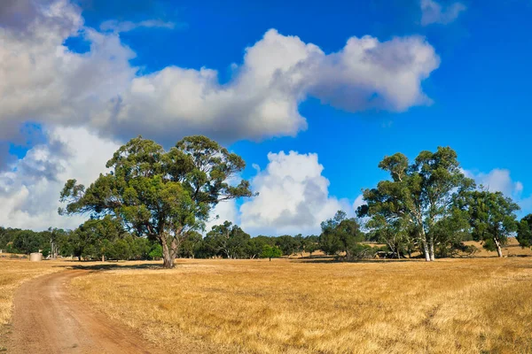 Landscape with tall gum trees and a dirt road in the rolling hills of the Western Australian wheat belt. Shire of Chittering.