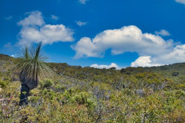 Çarpık yerel kum örtüsü ve Batı Avustralya 'daki Lesueur Ulusal Parkı' nda büyük bir çim ağacı.