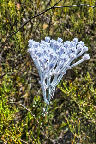 Pure white flowers of the summer smokebush or tassel smokebush (Conospermum crassinervium), endemic in the Wheatbelt of Western Australia