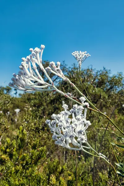 Pure white flowers of the summer smokebush or tassel smokebush (Conospermum crassinervium), endemic in the Wheatbelt of Western Australia