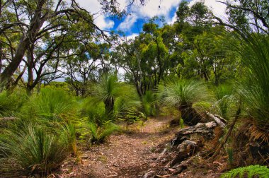 Geniş çimen ağaçları (Xanthorrhoea) ve okaliptüs (Greensbush-Highfield), Mornington Yarımadası Ulusal Parkı, Victoria, Avustralya