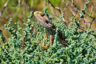 Doğu Sakallı Ejder (Pogona barbata) Güney Avustralya 'daki Flinders Dağları' ndaki tuzlu bir çalılıkta