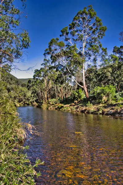 Calm and peaceful river with crystal clear water, flowing through a forest with tall gum trees. Lerderderg River, Lerderderg State Park, Victoria, Australia.