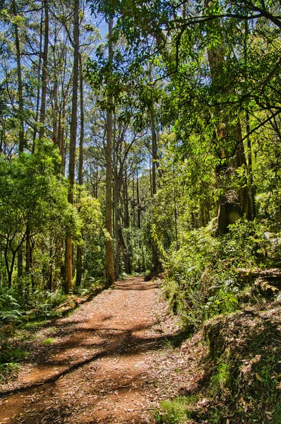 Wide forest path through the eucalyptus forest of Macedon Regional Park, not far from Melbourne, Victoria, Australia.
