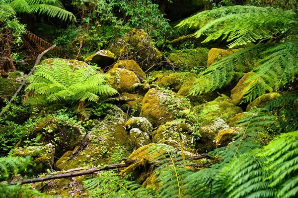 Yarra Dağları 'nın subtropikal Avustralya yağmur ormanlarında yosun kaplı kayalar ve narin eğreltiotları, Victoria