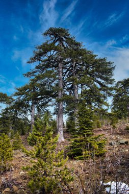 Muazzam kara çamlar (Pinus nigra sssp. Pallasiana), Kıbrıs Rum Kesimi 'nin Troodos Dağları' nın en yüksek rakımlarına endemik