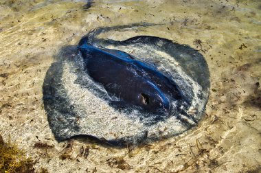 Large stingray with the upper part of his body out of the water at a shallow beach, Hamelin Bay, Western Australia clipart