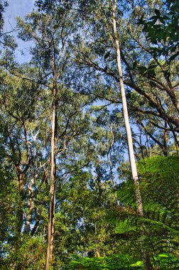 Warburton, Yarra Ranges, Victoria, Avustralya yakınlarındaki bir ormanda beyaz gövdeli uzun sakız ağaçları.