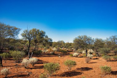 Batı Avustralya 'nın orta kesiminde, Meekatharra bölgesinde kırmızı toprak ve karakteristik taşra bitki örtüsü.