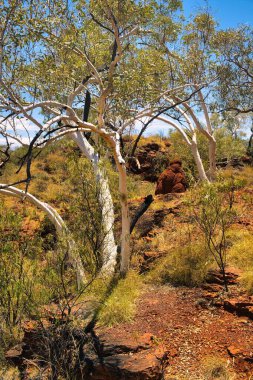 Beyaz kabuklu sakız ağaçları (Eucalyptus leucophloia) ve uzak Karijini Ulusal Parkı, Batı Avustralya 'daki Joffre Gorge' da bir termit tepeciği olan çöl manzarası..
