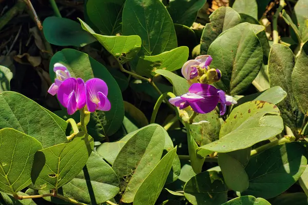 Çekirdek tohumu çiçekleri ve yaprakları (Canavalia rosea), kum tepelerinin dengelenmesine yardımcı olan kum tepeciklerindeki önemli bir kolonileştirme bitkisi.