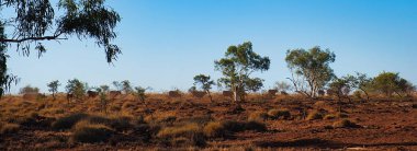 Tozlu, kırmızı Avustralya kırsalında kurumuş tussock otları ve küçük okaliptüs ağaçları olan bir sıra ineğin panoraması. Karratha bölgesi, Batı Avustralya