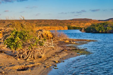 Yardie Creek, Cape Range Ulusal Parkı, Batı Avustralya. Kırmızımsı kahverengi kireçtaşı kayaları akşam güneşinde parlıyor. Ön planda küçük bir mangrov ağacı