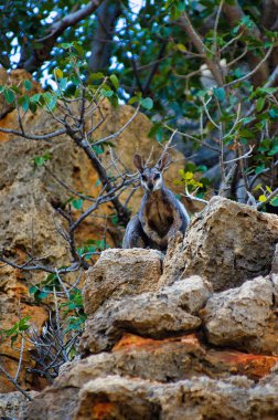 Endangered Black-footed Rock-wallaby (Petrogale lateralis lateralis) in its natural habitat, the cliffs of Cape Range National Park, Western Australia  clipart