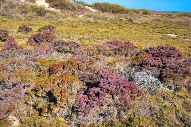 Cape Range Ulusal Parkı, Batı Avustralya 'daki Karakteristik Kıyı Kum Bitkisi.