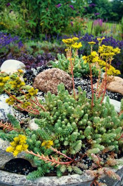 Sedum refleksi (sarı taş, mavi ladin taşı) sarı çiçekli bir bahçe.