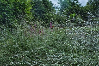 Binlerce su damlacıklarıyla süslenmiş otlar, güneşte parlıyorlar.