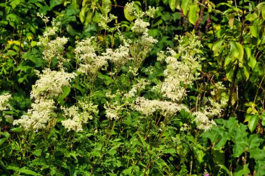Filipinler 'in beyaz çiçekleri (Meadowsweet, Meadow Kraliçesi) yemyeşil yapraklardan oluşan bir arka plana karşı