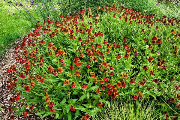 Stock image Flowering Lythrum salicaria (purple loosestrife, spiked loosestrife or purple Lythrum) in a garden