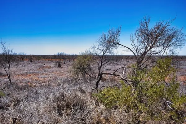 stock image The first green appears on a bush after a devastating wildfire in the Western Australian outback between Coral Bay and Carnarvon