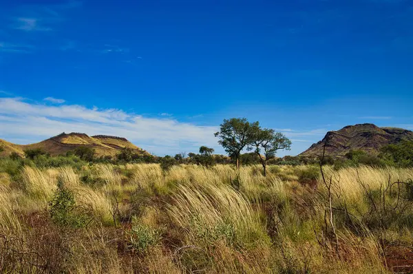 stock image Savannah landscape with spinifex grass and small trees. Dark hills in the background. In the remote area between Nanutarra and Tom Price, Pilbara region, Western Australia