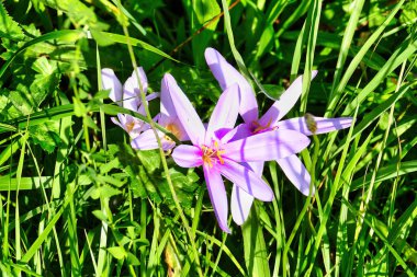 Colchicum autumnale (common name autumn crocus, meadow saffron, naked boys or naked ladies) in an Alpine meadow in Austria clipart