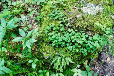 Avrupa Alpleri 'ndeki bir ormanda küçük eğreltiotları, yoncaları, yosunları ve yosunları olan fazla gelişmiş ölü bir odun.