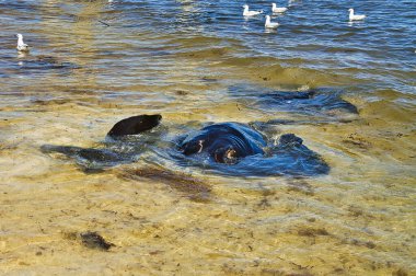 Large stingrays in shallow water, seagulls in the background. Hamelin Bay, Western Australia clipart