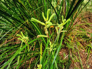 Leeuwin-Naturaliste Ulusal Parkı, Augusta, Batı Avustralya 'da Anigozanthos flavidus veya Kanguru Pençesi çiçek ve yaprakları                            