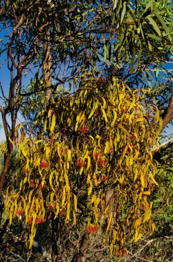 Flowering Amyema Species, Box Mistletoe (Amyema miquelii) in a mallee eucalyptus tree in Western Australia  clipart