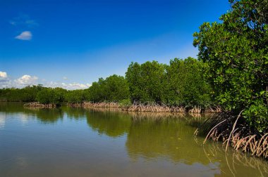 Batı Avustralya 'daki Port Hedland ve Broome arasında Pilbara' da uzak bir bölge olan Keraudren Burnu 'nun Hint Okyanusu kıyısındaki Mangrove Ormanı..