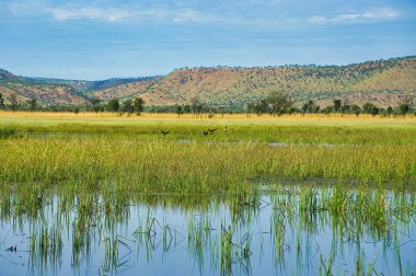 Batı Avustralya 'nın kuzeyindeki Wyndham yakınlarındaki Kimberley bölgesinde uluslararası öneme sahip bir sulak alan ve kuş barınağı olan Parry Lagoons Doğa Koruma Alanı' ndaki Reed yatakları, tepeler ve kuşlar.