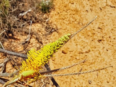 Flowers of Honey grevillea or yellow flame grevillea (Grevillea eriostachya), endemic to arid and semi-arid areas of Western Australia clipart