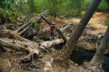 Female hiker crosses a stream via the trunk of a fallen tree in a flood damaged tropical forest. Elsey National Park, Mataranka, Northern Territory, Australia clipart