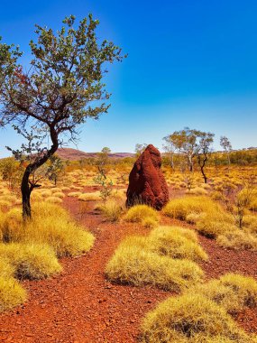 Tussock otları, küçük ağaçlar ve Batı Avustralya kırsalında büyük bir termit tepeciği. Karijini Ulusal Parkı, Pilbara