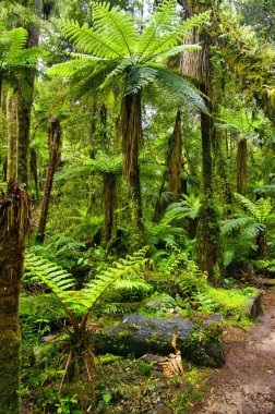 Te Urewera, Kuzey Adası, Yeni Zelanda 'daki Minginui yakınlarındaki Whirinaki Orman Parkı' nda yemyeşil ağaç eğreltiotları.